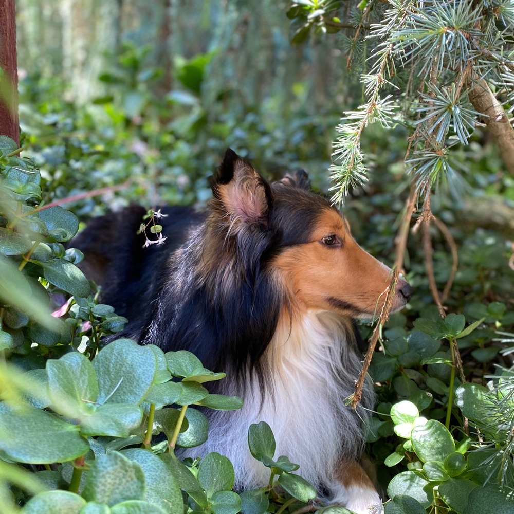 Meet your Posher, Simona